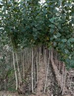 سپیدار - Image 2