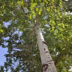 سپیدار - Image 4