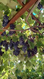 انگور - Image 2