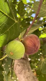 انجیر - Image 2