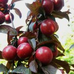 گوجه سبز و قرمز - Image 2