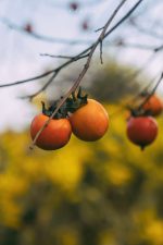 خرمالو - Image 2