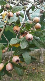 ازگیل - Image 2