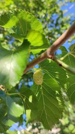 توت سیاه و سفید - Image 2