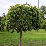 شاه توت - Image 2