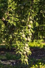 بادام - Image 4