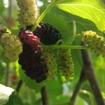 توت سیاه و سفید