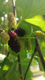 توت سیاه و سفید