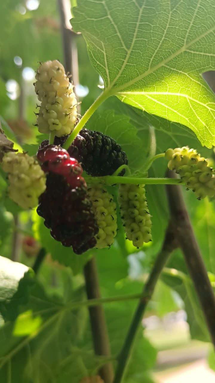 توت سیاه و سفید (1) توت سیاه و سفید - Image 1