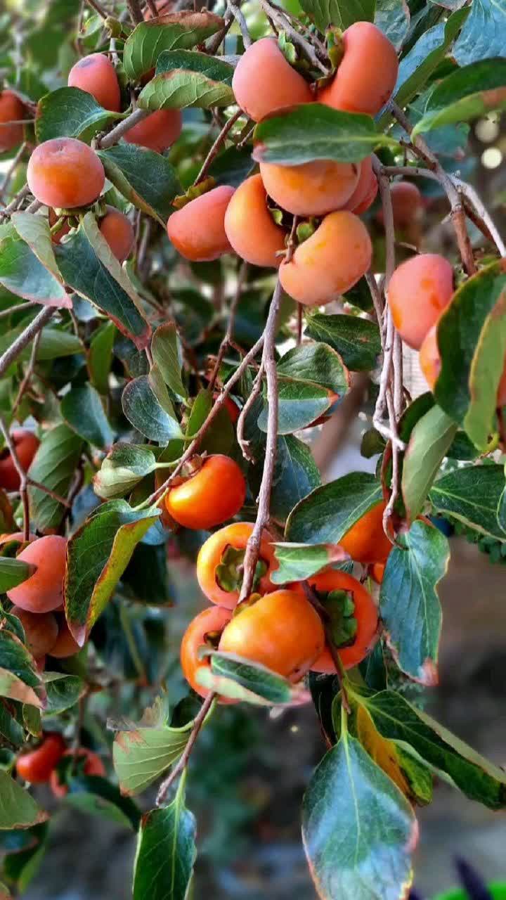 خرمالو (1) خرمالو - Image 1