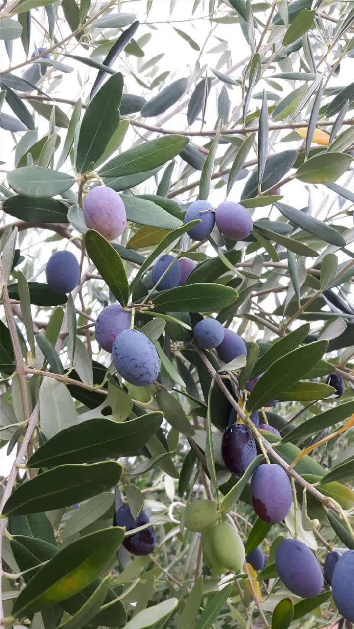 زیتون سبز و سیاه زیتون سبز و سیاه - Image 1