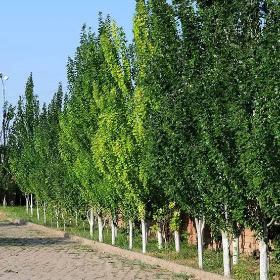 سپیدار سپیدار - Image 1