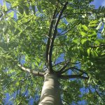 ون (زبان گنجشک)