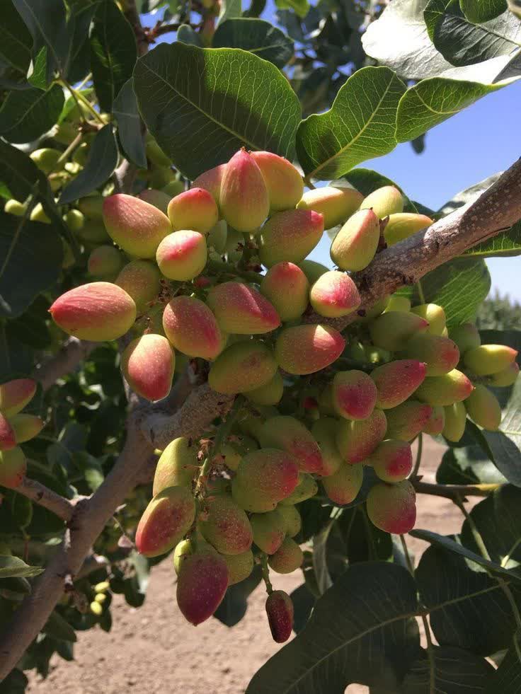 پسته (1) پسته - Image 1